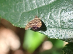 Choreutis