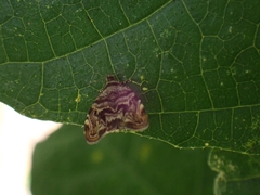 Choreutis