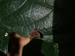 Choreutis