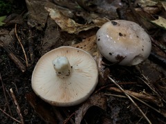 Lactarius argillaceifolius argillaceifolius