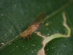 Triozidae