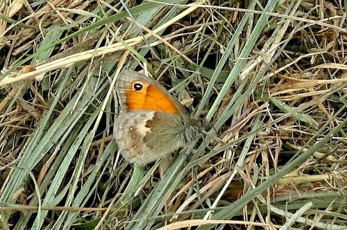 Coenonympha pamphilus