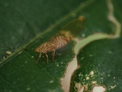 Triozidae