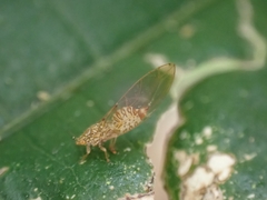 Triozidae