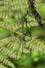 Lestes virgatus