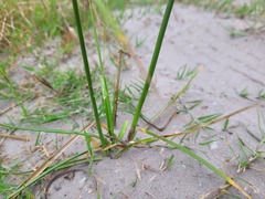 Cyperus