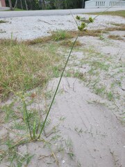 Cyperus