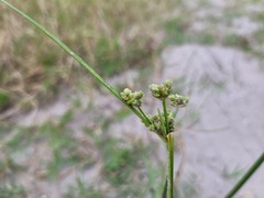 Cyperus