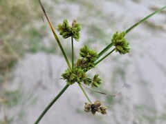 Cyperus