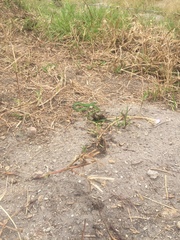 Philothamnus hoplogaster