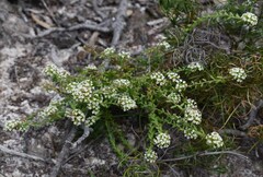 Platysace ericoides