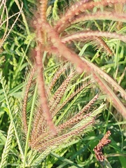 Chloris