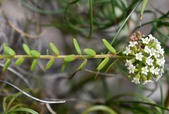 Platysace ericoides