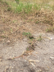 Philothamnus hoplogaster