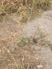 Philothamnus hoplogaster