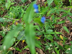 Commelina