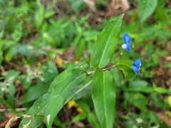 Commelina