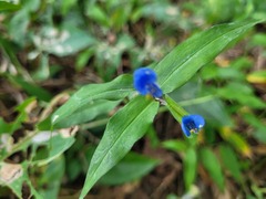 Commelina