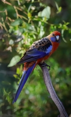 Platycercus elegans adelaidae