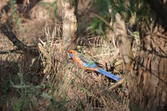 Platycercus elegans adelaidae