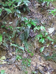 Salpinga margaritacea