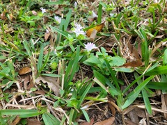 Richardia grandiflora