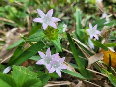Richardia grandiflora