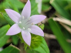 Richardia grandiflora
