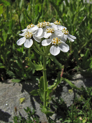Achillea erba-rotta