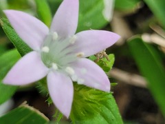 Richardia grandiflora
