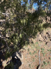Juniperus cedrus