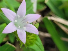 Richardia grandiflora