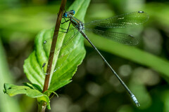 Lestes virgatus