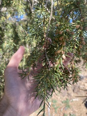 Juniperus cedrus