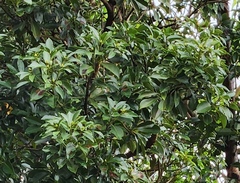Machilus thunbergii