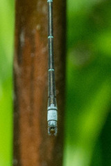 Lestes virgatus