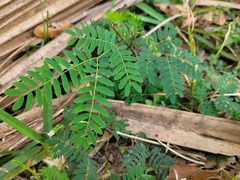 Leucaena