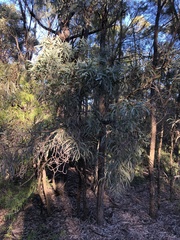 Acacia harpophylla