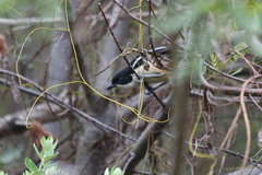 Laniarius ferrugineus ferrugineus
