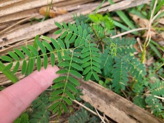 Leucaena