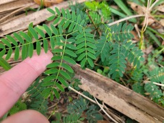Leucaena