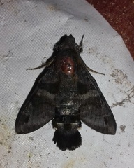 Macroglossum corythus