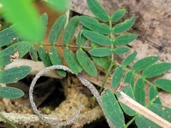 Leucaena
