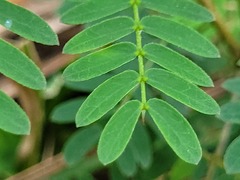 Leucaena