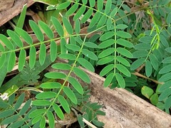 Leucaena