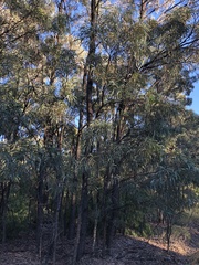 Acacia harpophylla