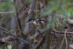 Laniarius ferrugineus ferrugineus