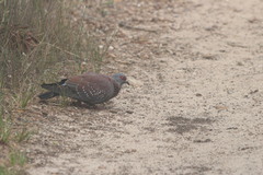 Columba guinea phaeonota