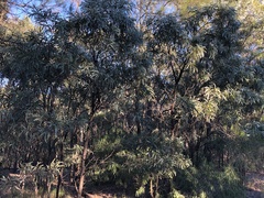 Acacia harpophylla
