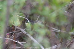 Laniarius ferrugineus ferrugineus
